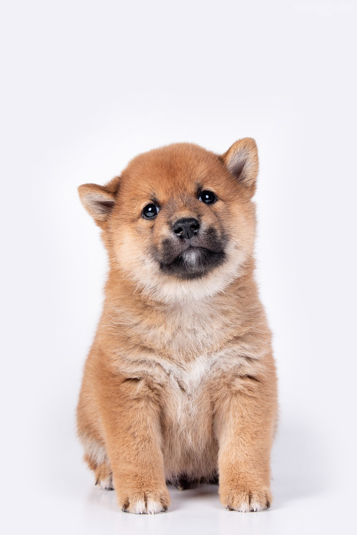 Фотосессия щенков на фонах. Фотограф собак в Москве и Московской области Иванушкина Мария