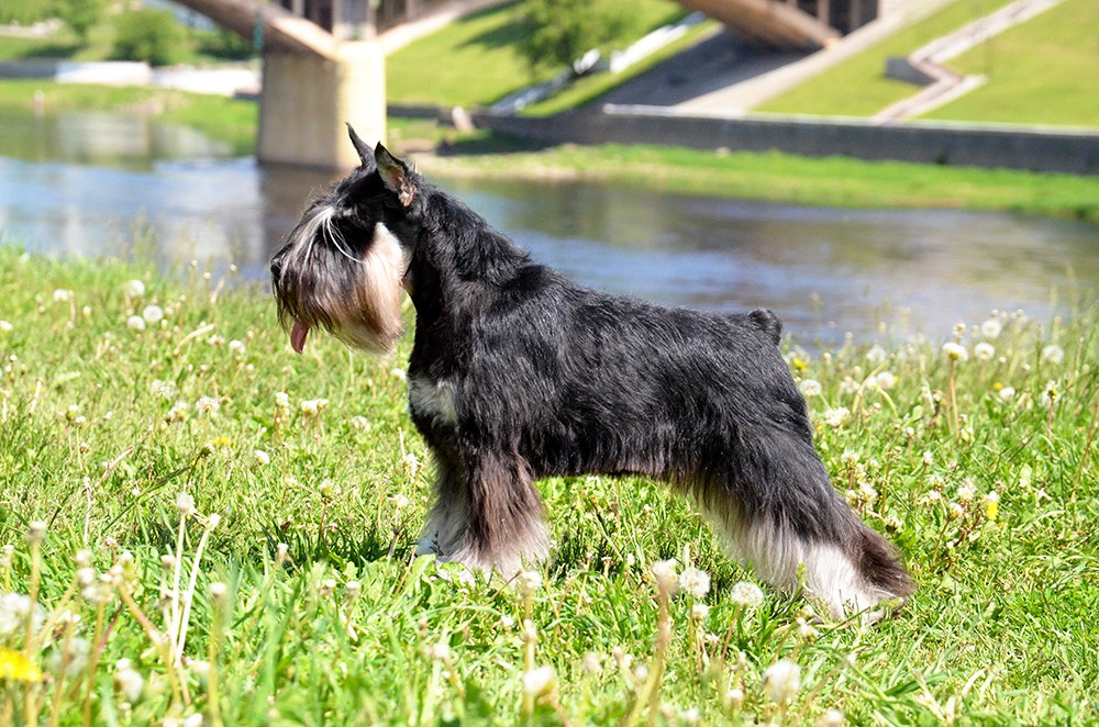 Питомник Делинсо Бэлэнс, щенки цвергшнауцера, купить щенка цвергшнауцера, питомник цвергшнауцеров, кобель цвергшнауцера для вязки, щенок цвергшнауцера, питомник цвергшнауцеров, черный с серебром, цверг, лучший питомник в беларуси, питомник цвергшнауцеров минск
