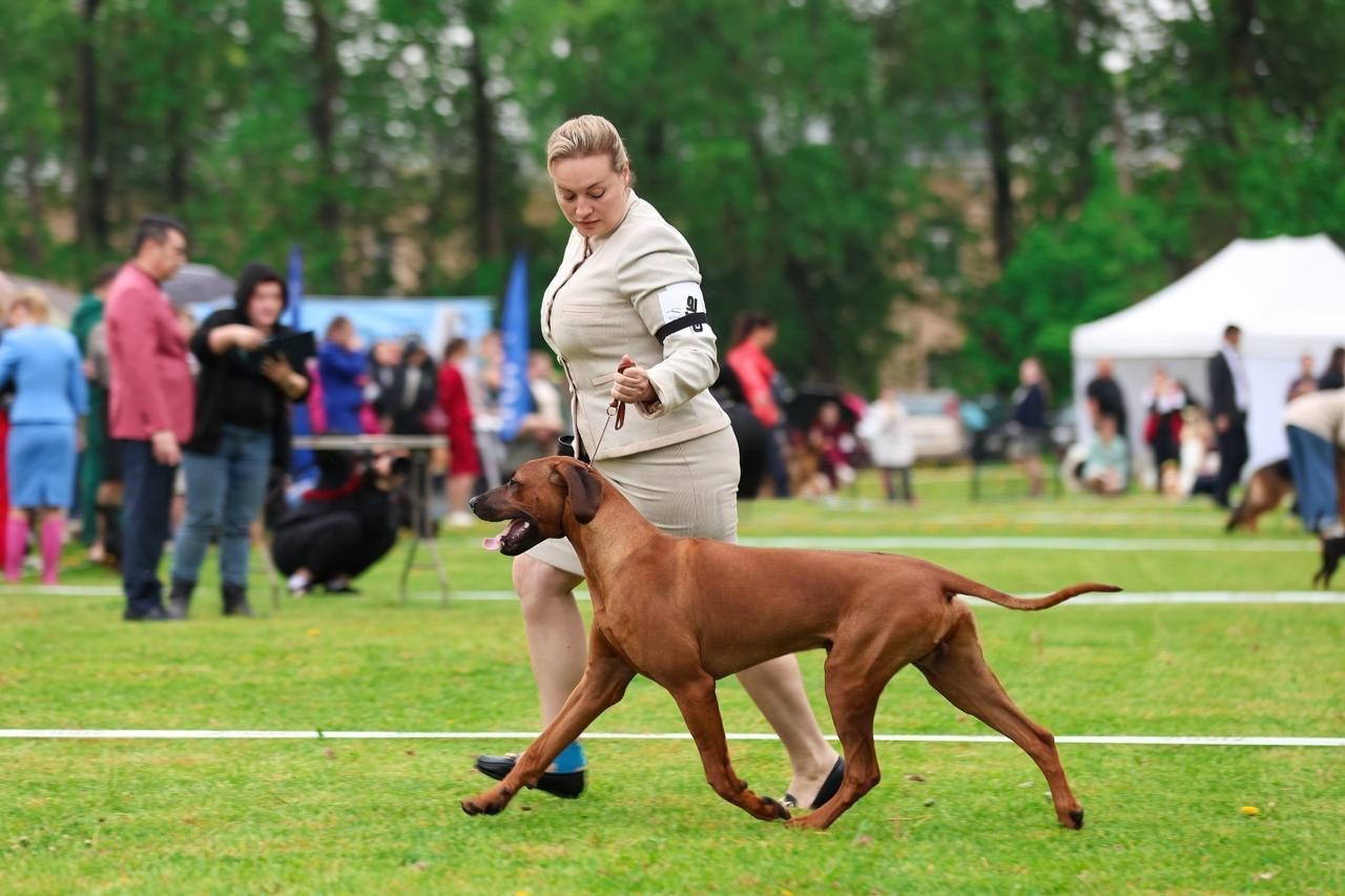Родезийские Риджбеки в Санкт-Петербурге