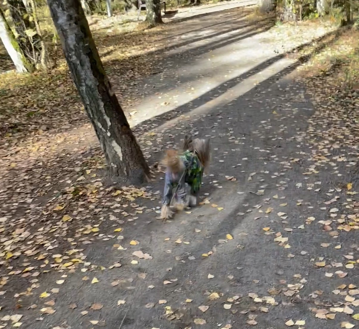 Честер и ко. осенью в Тропарево. Питомник китайских хохлатых собак Poale Ell: купить щенка в питомнике