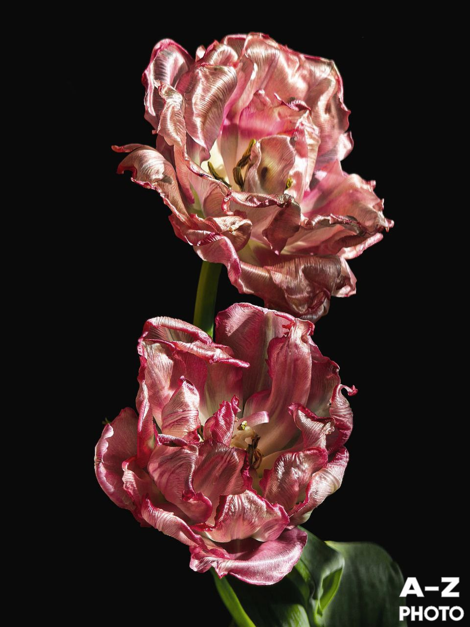 #ФОТОНЕДЕЛИ 16.03.2026. Женский семейный фотограф Тула Москва Захарова Анна