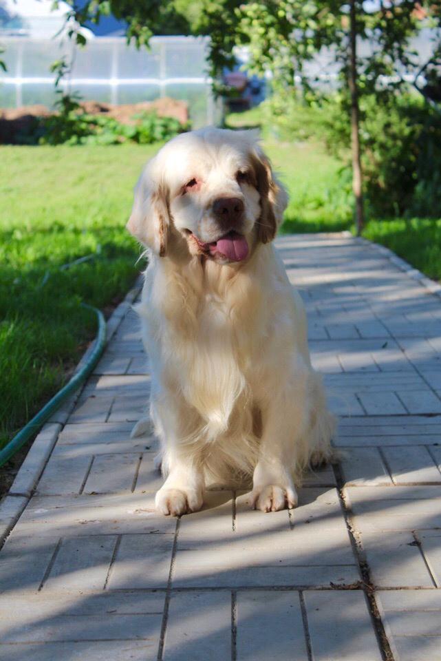 Кламбер спаниель. Питомник собак Westerly Wind Москва и МО