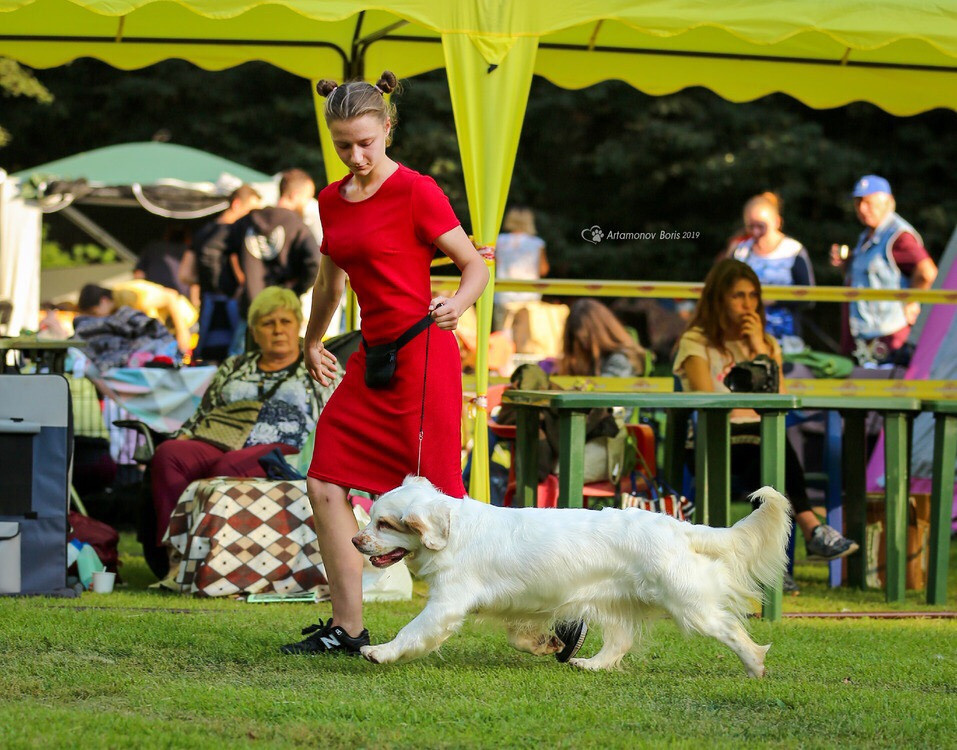 Кламбер спаниель. Питомник собак Westerly Wind Москва и МО