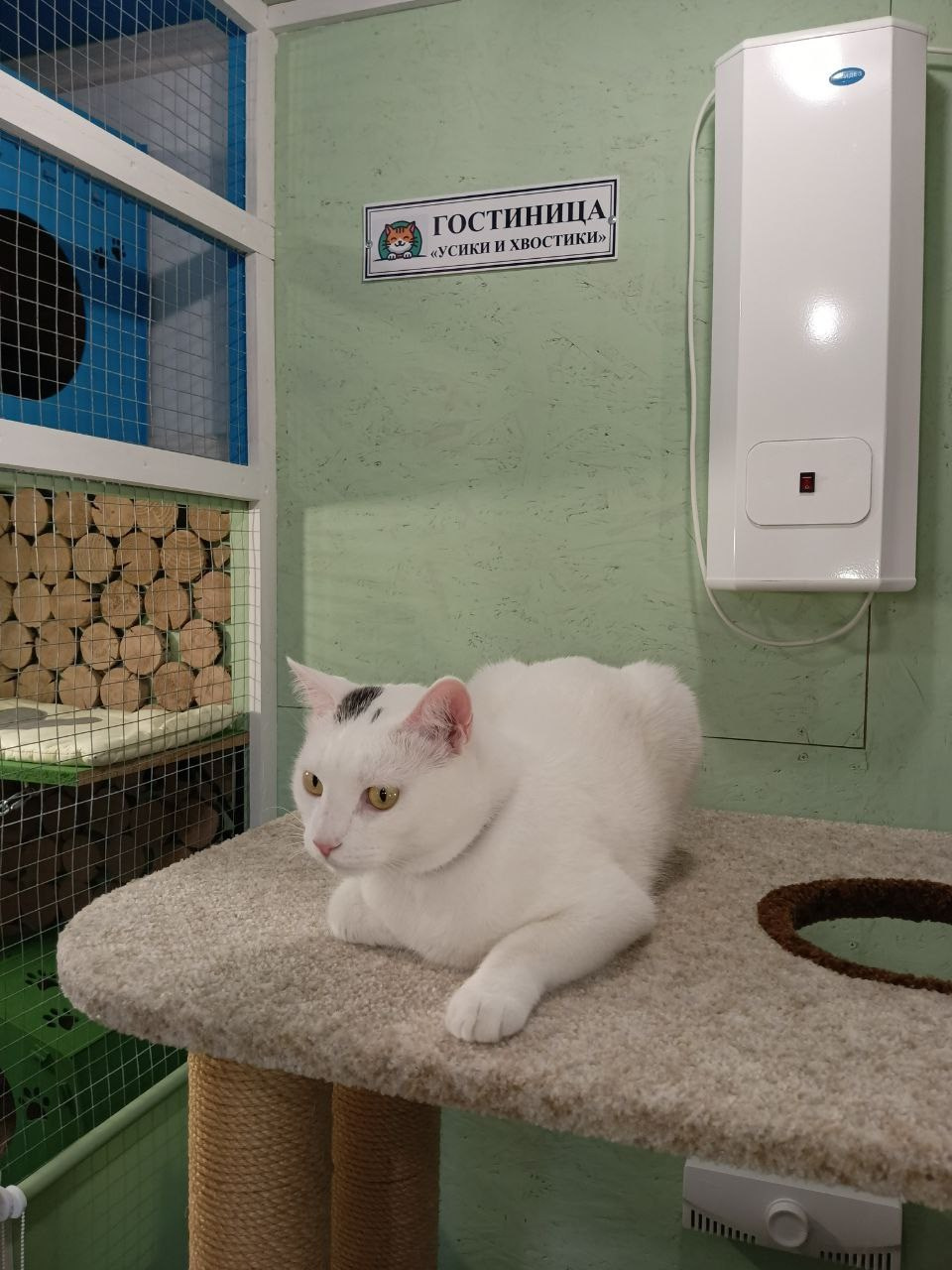 Бося — преображение скромника в активного парня. Гостиница для кошек Усики и хвостики, Красноярск