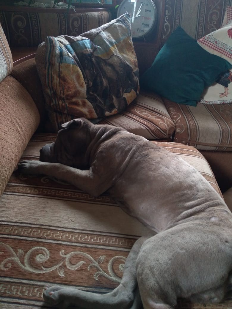 Купить Шарпей Биробиджан, Купить Шарпея Биробиджан, Купить щенка Шарпей Биробиджан, ТОП питомник Шарпеев Биробиджан, Питомник Шарпей Биробиджан,