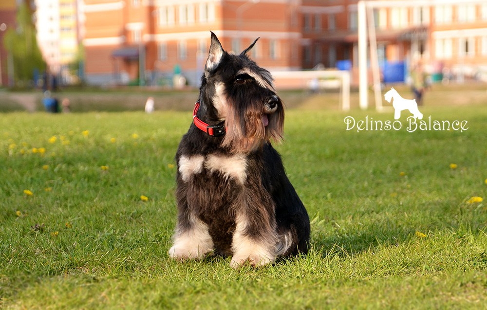 Питомник Делинсо Бэлэнс, щенки цвергшнауцера, купить щенка цвергшнауцера, питомник цвергшнауцеров, кобель цвергшнауцера для вязки, щенок цвергшнауцера, питомник цвергшнауцеров, черный с серебром, цверг, лучший питомник в беларуси, питомник цвергшнауцеров минск