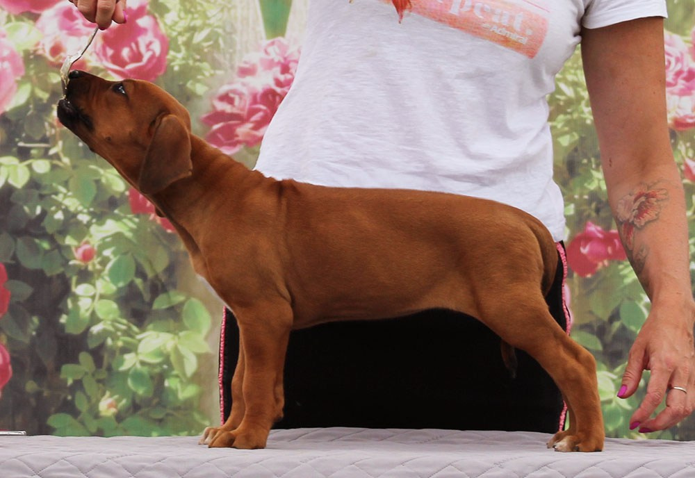 Помет Hakuna Matata. Родезийские Риджбеки в Санкт-Петербурге