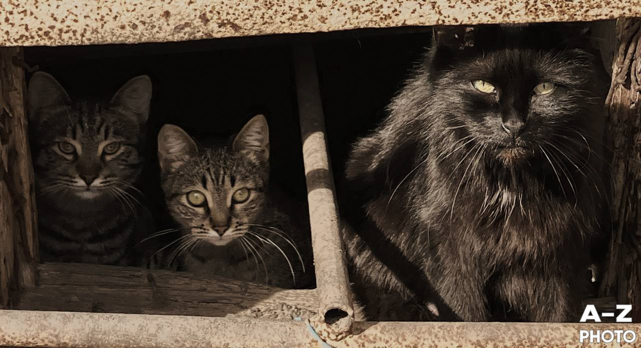 #ФОТОНЕДЕЛИ 30.03.2026. Женский семейный фотограф Тула Москва Захарова Анна