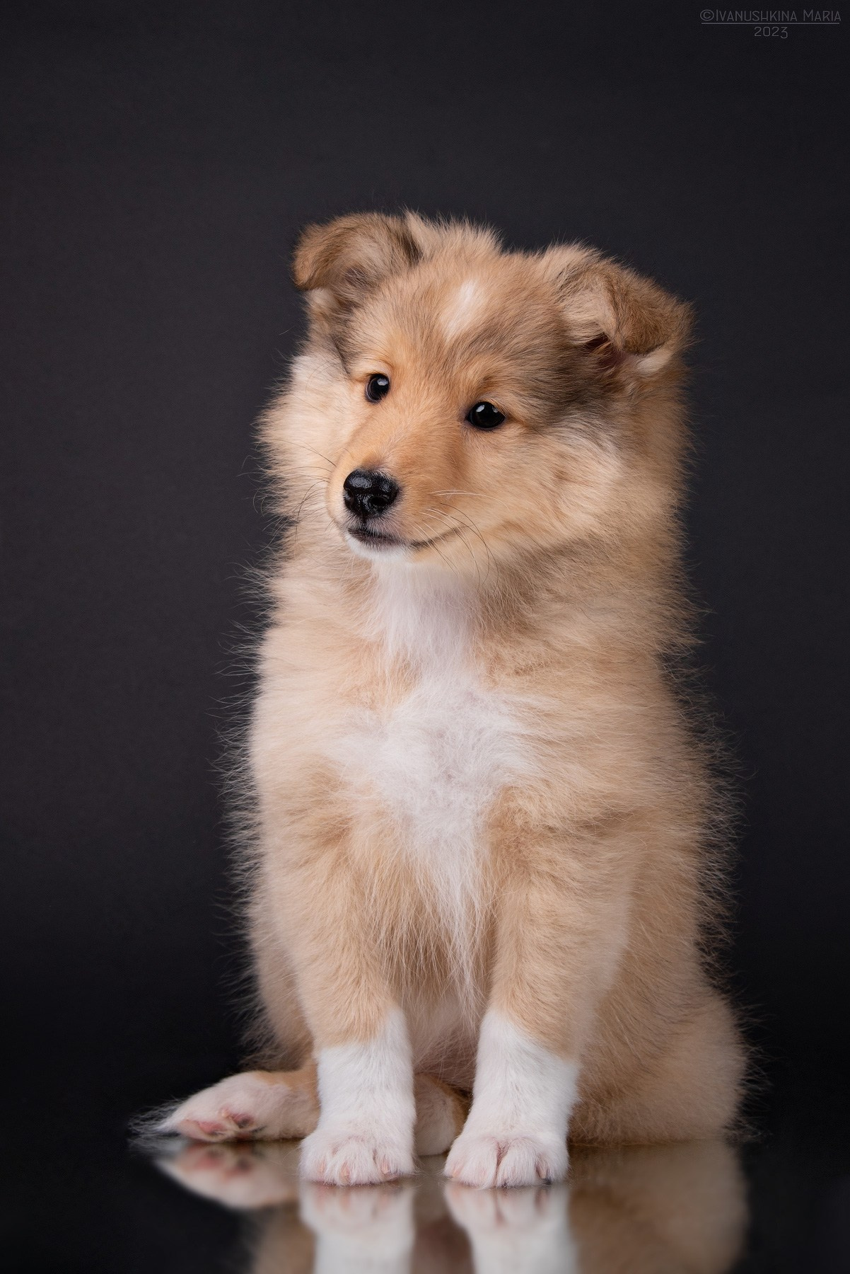 Фотосессия щенков на фонах. Фотограф собак в Москве и Московской области Иванушкина Мария