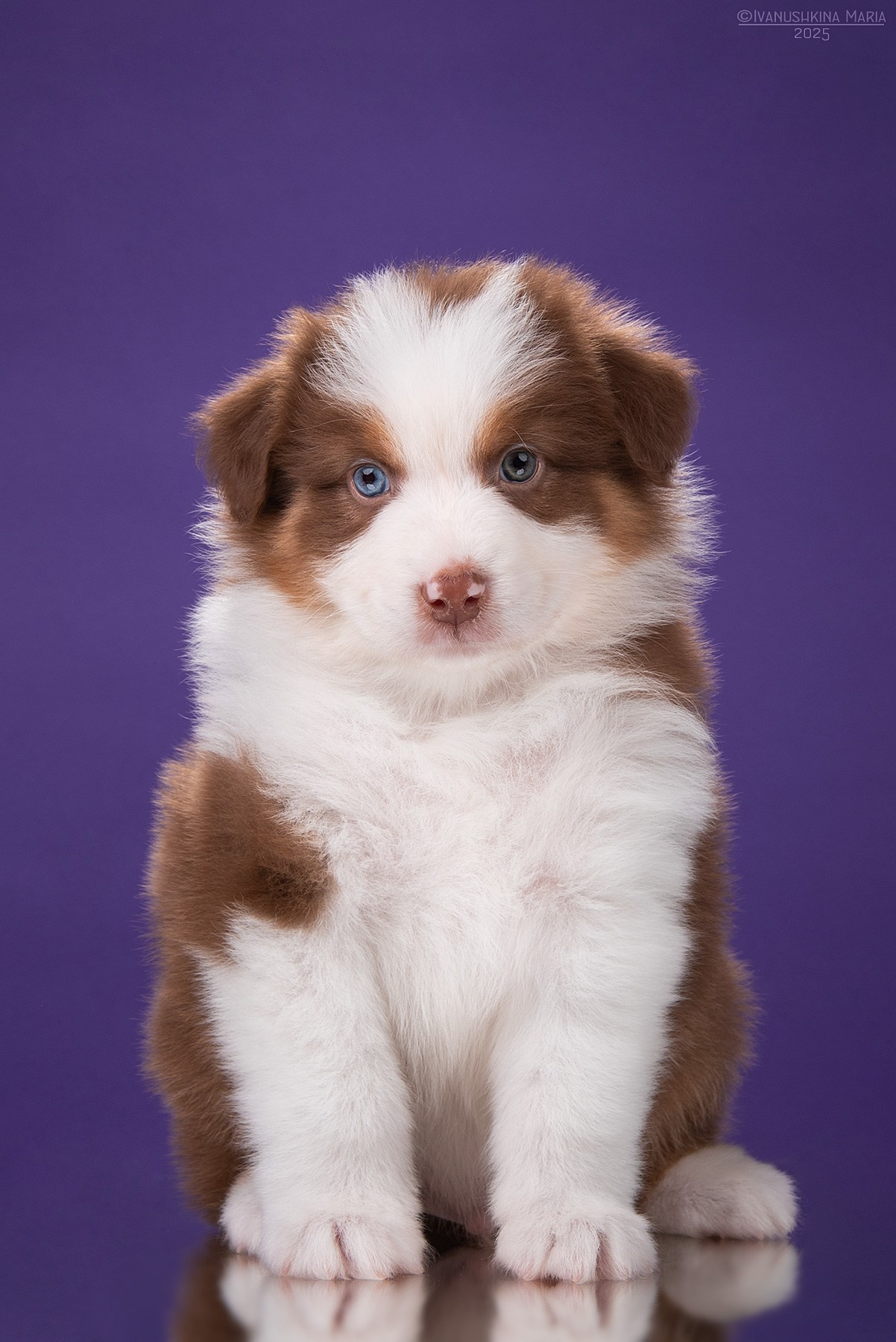 щенок аусси