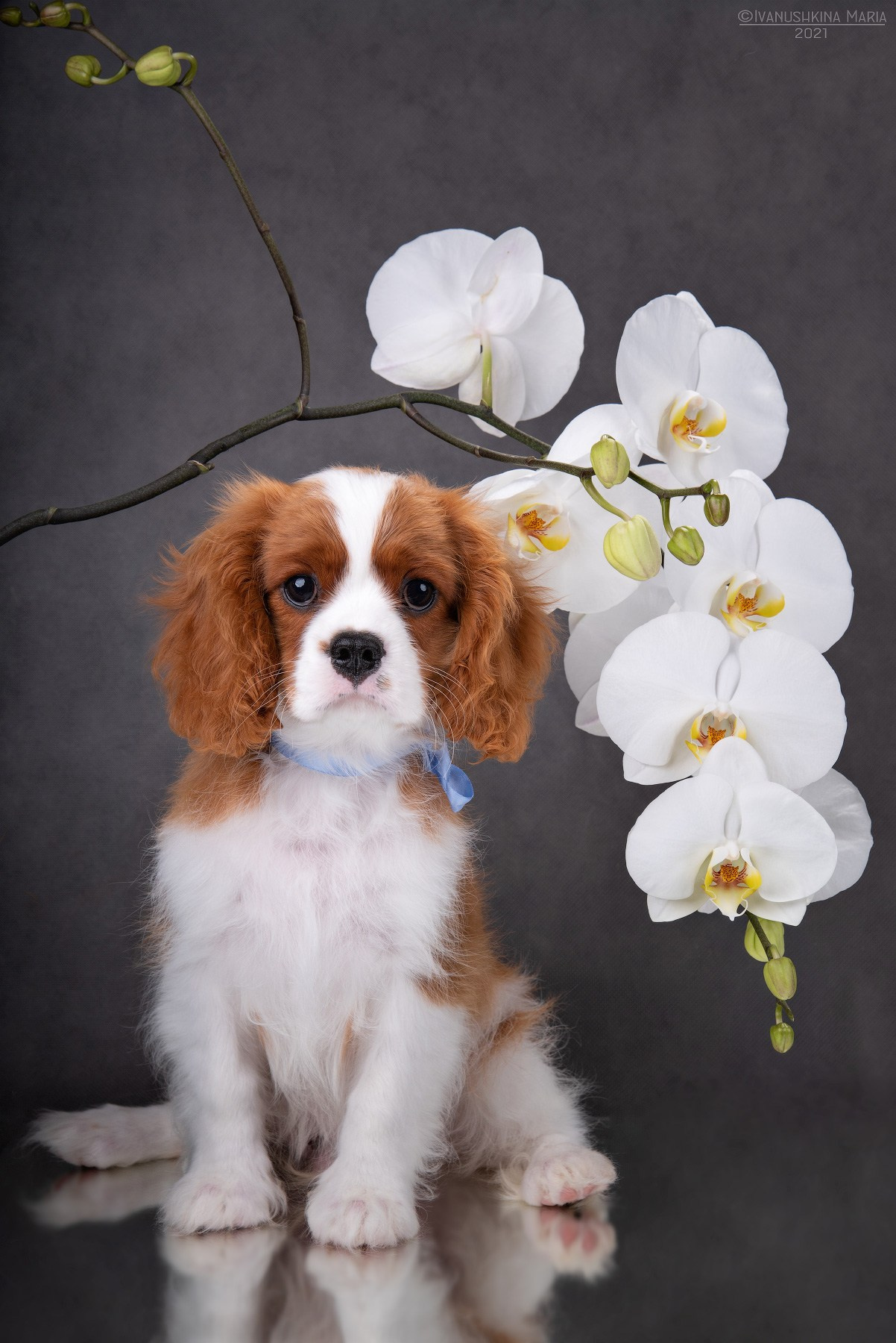 Фотосессия щенков на фонах. Фотограф собак в Москве и Московской области Иванушкина Мария
