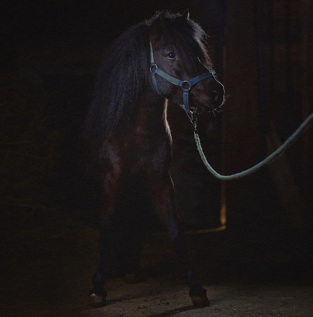 Ледокол знаний. Международная онлайн-фотошкола Сергея Рожнова