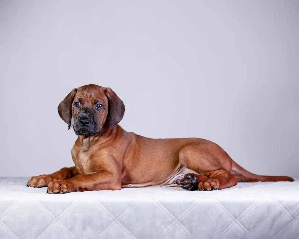 BILBERRY BISCUITS Iz Doma Narayzi. Родезийские Риджбеки в Санкт-Петербурге