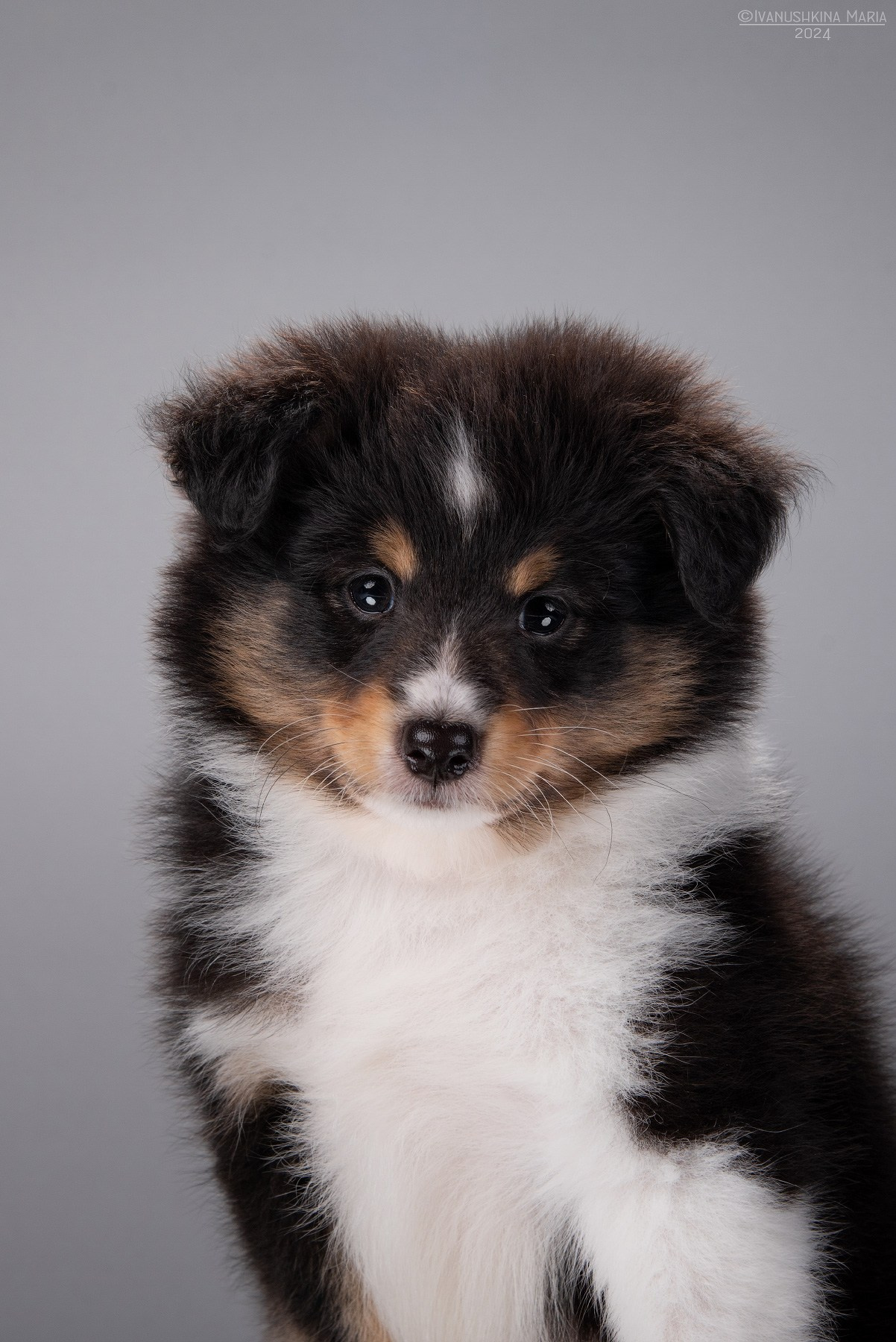 Фотосессия щенков на фонах. Фотограф собак в Москве и Московской области Иванушкина Мария