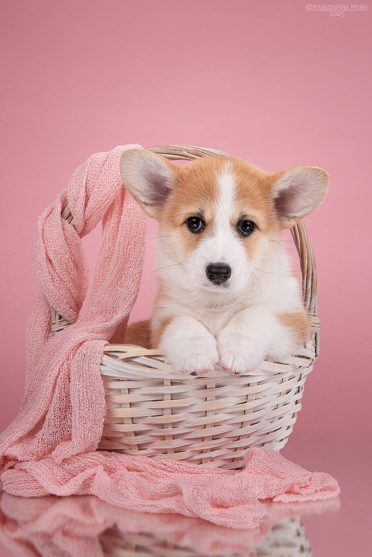 Фотосессия щенков на фонах. Фотограф собак в Москве и Московской области Иванушкина Мария