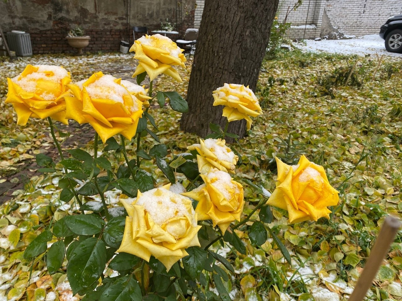 Новости. Дом Шрёдера