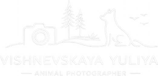 vishphoto.ru
