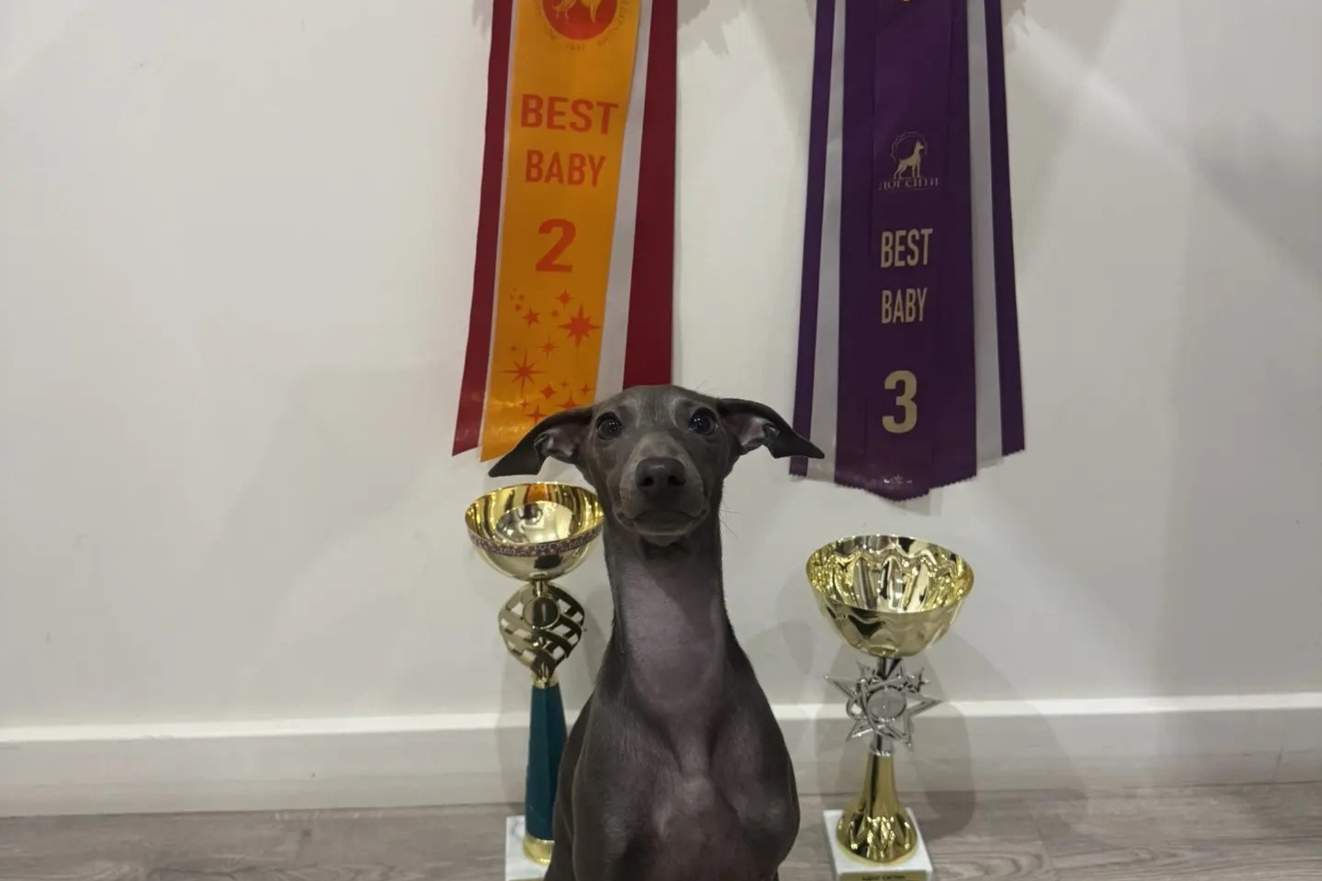 Юная блондинка Орео. Professional Italian Greyhound Kennel RKF/FCI ASTI SAPPHIRE 💎 Sochi|St. Petersburg