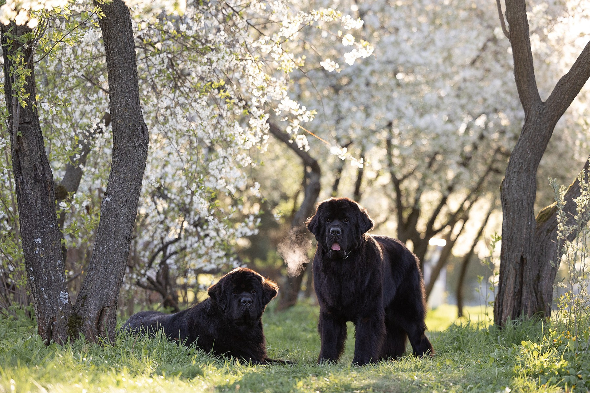 Ньюфаундленды и брохольмер в цветущем саду