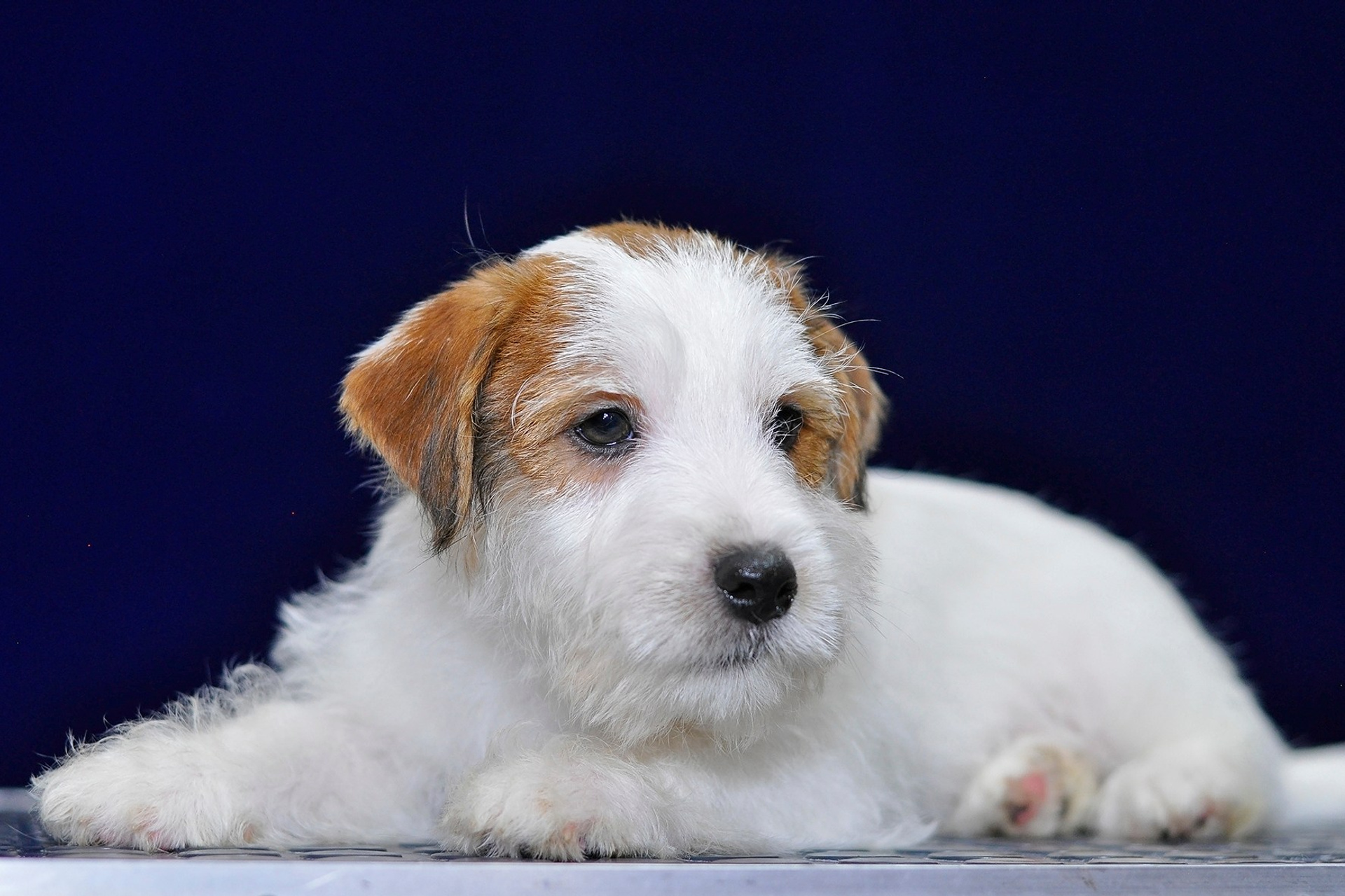 2026 Litter G male 2. Щенки джек рассел терьера, питомник РКФ, питомник джек рассел терьеров, питомник Порт Фортис, kennel PORT FORTIS