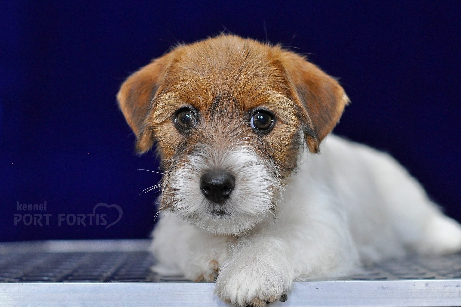 питомник порт фортис, kennel port fortis, джек рассел терьер, питомник джек рассел терьеров, kennel Jack russell terrier, щенки джек рассел терьера, купить щенка