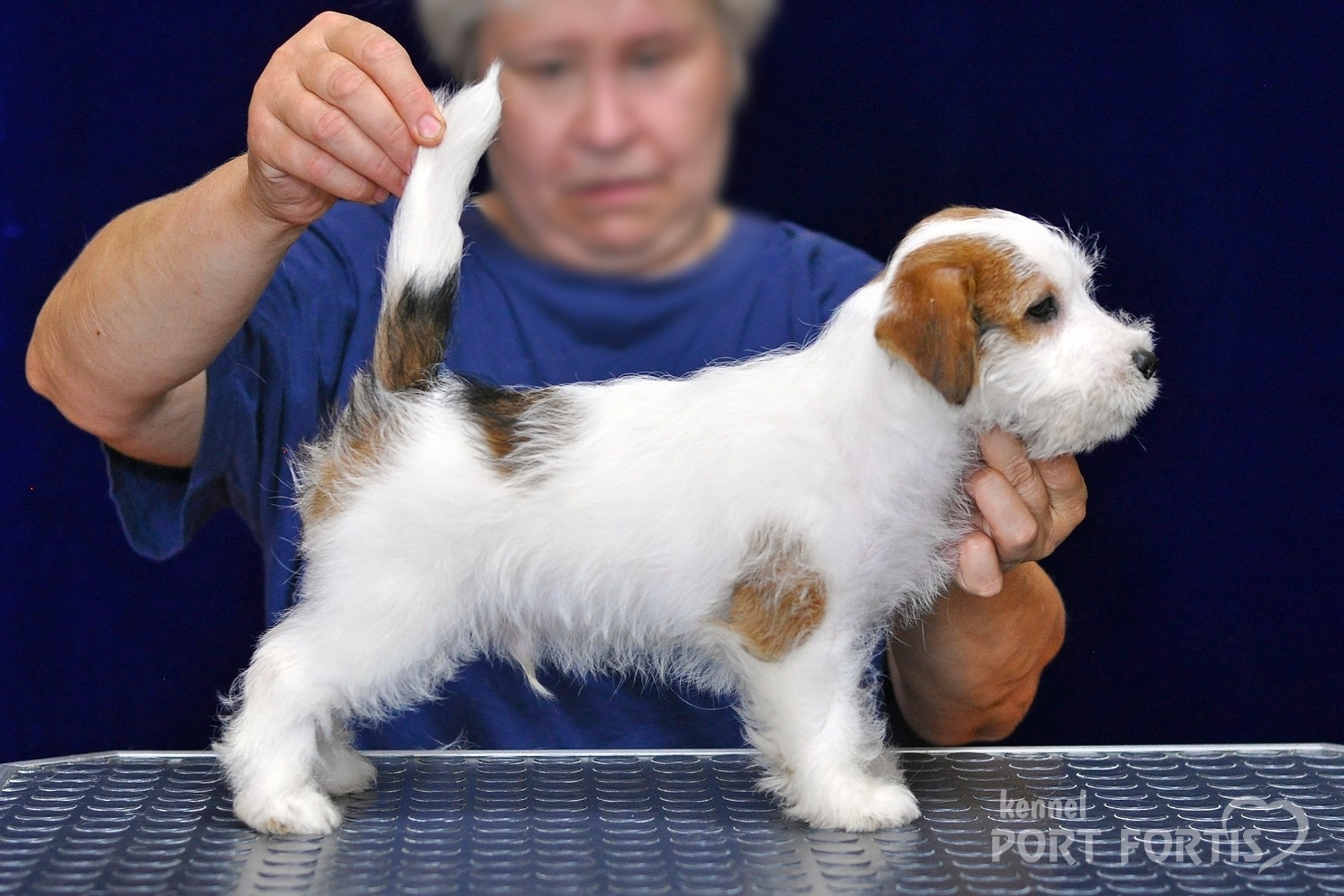 2026 Litter G male 2. Щенки джек рассел терьера, питомник РКФ, питомник джек рассел терьеров, питомник Порт Фортис, kennel PORT FORTIS