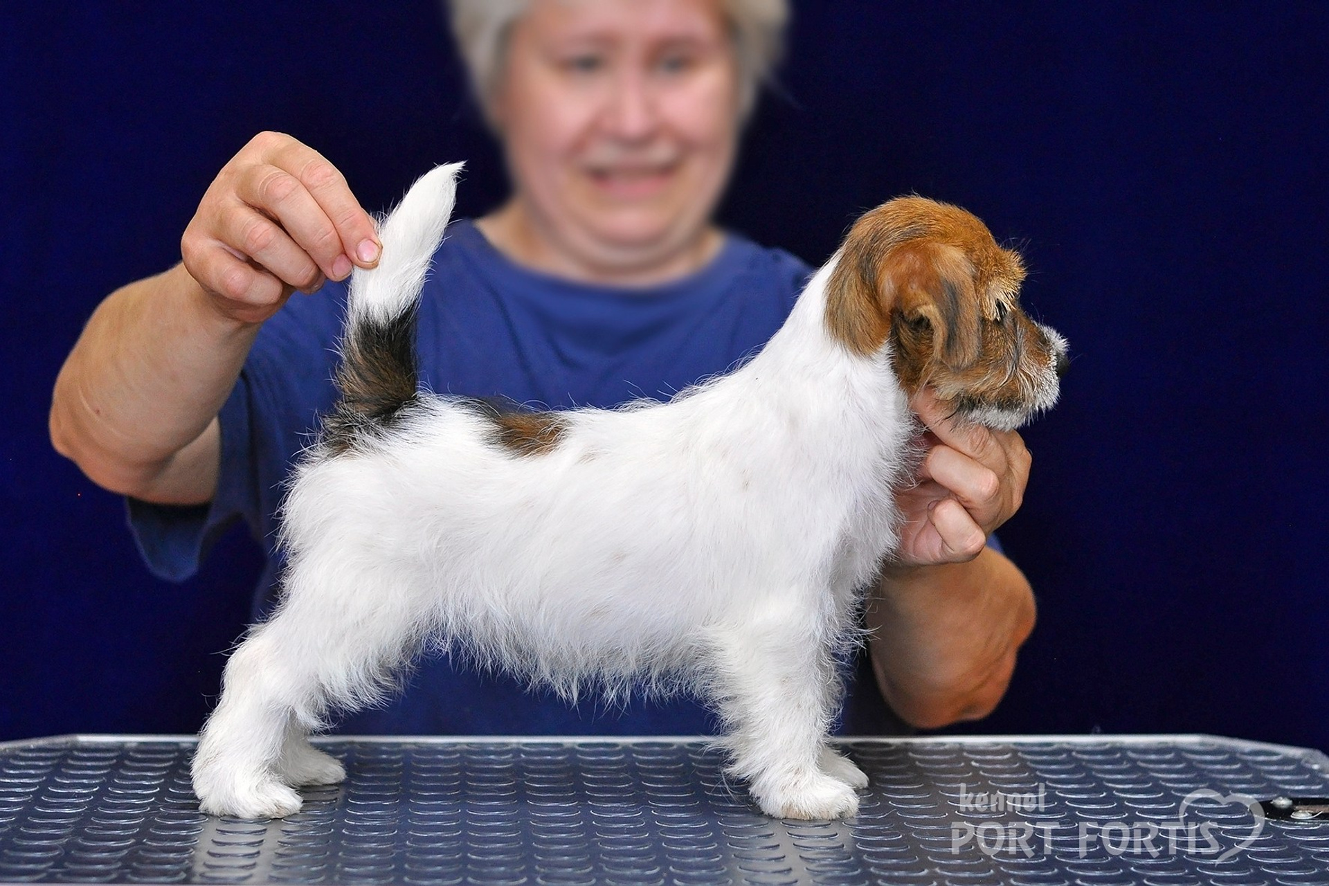 питомник порт фортис, kennel port fortis, джек рассел терьер, питомник джек рассел терьеров, kennel Jack russell terrier, щенки джек рассел терьера, купить щенка