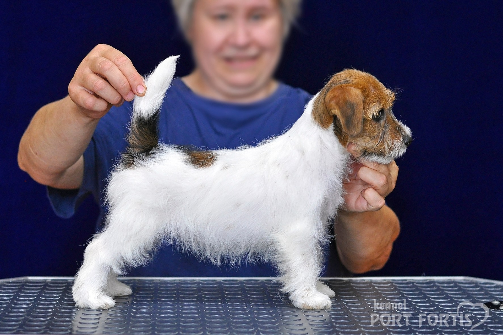питомник порт фортис, kennel port fortis, джек рассел терьер, питомник джек рассел терьеров, kennel Jack russell terrier, щенки джек рассел терьера, купить щенка