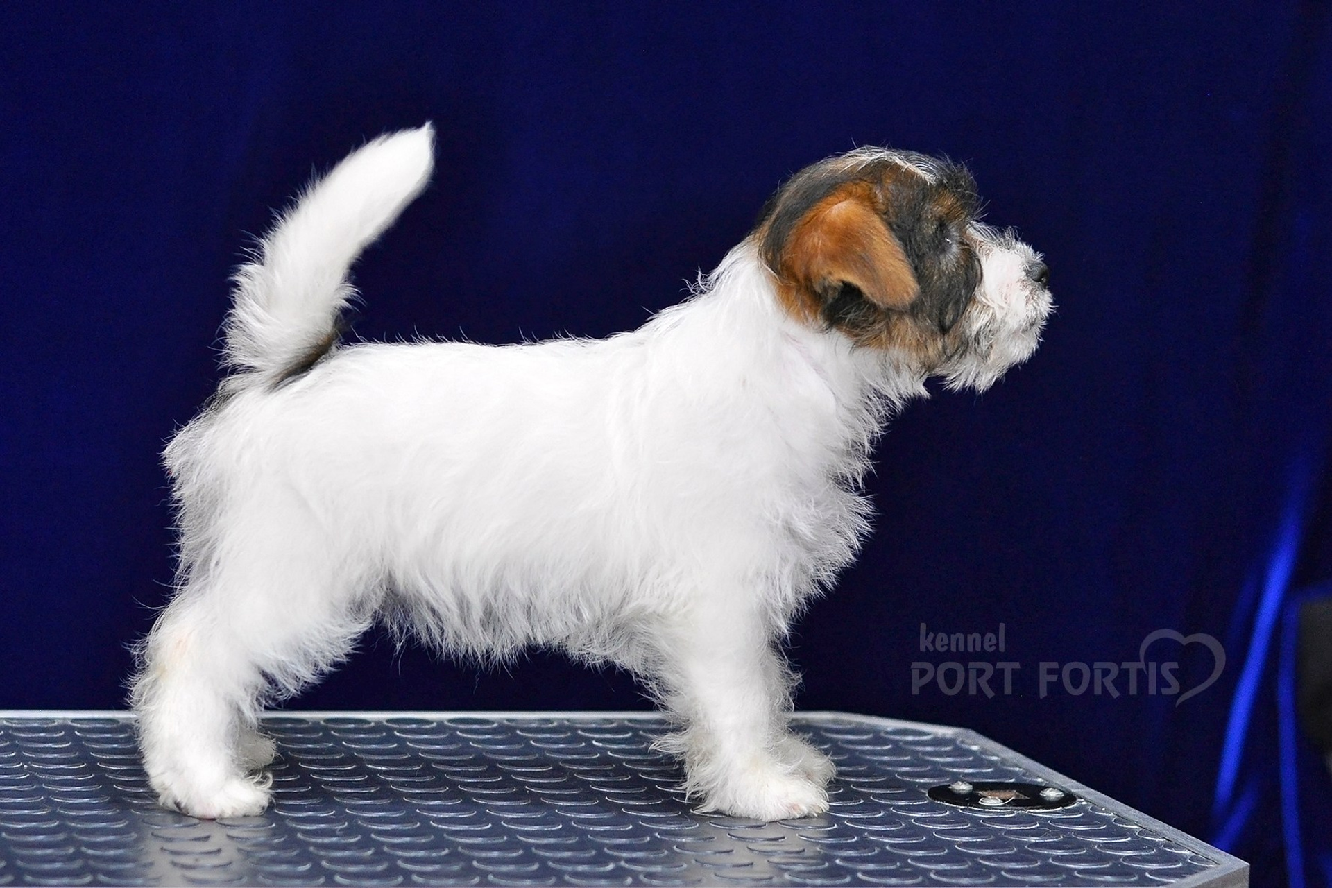 2026 Litter G female 2. Щенки джек рассел терьера, питомник РКФ, питомник джек рассел терьеров, питомник Порт Фортис, kennel PORT FORTIS