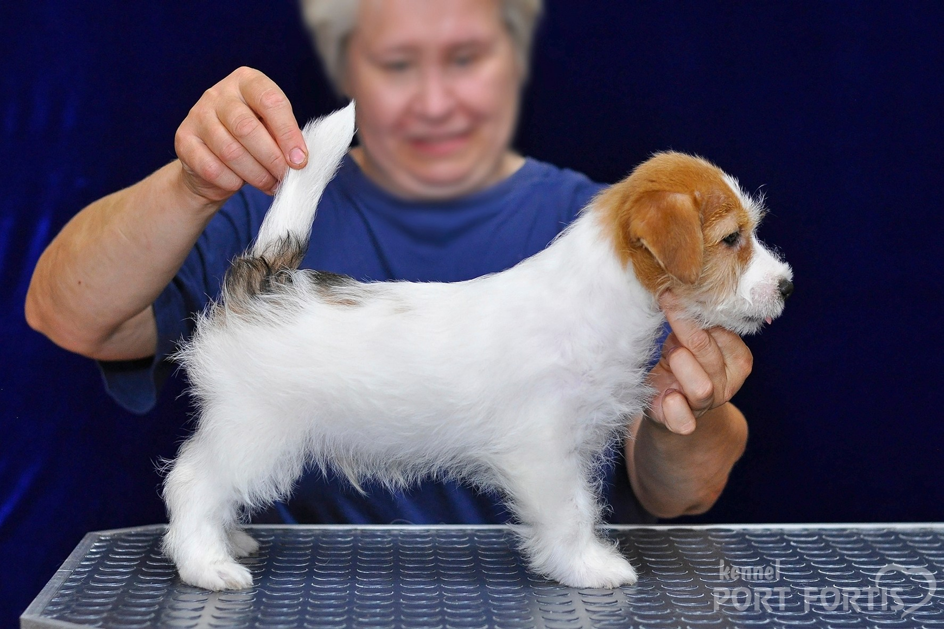 2026 Litter G male 1. Щенки джек рассел терьера, питомник РКФ, питомник джек рассел терьеров, питомник Порт Фортис, kennel PORT FORTIS