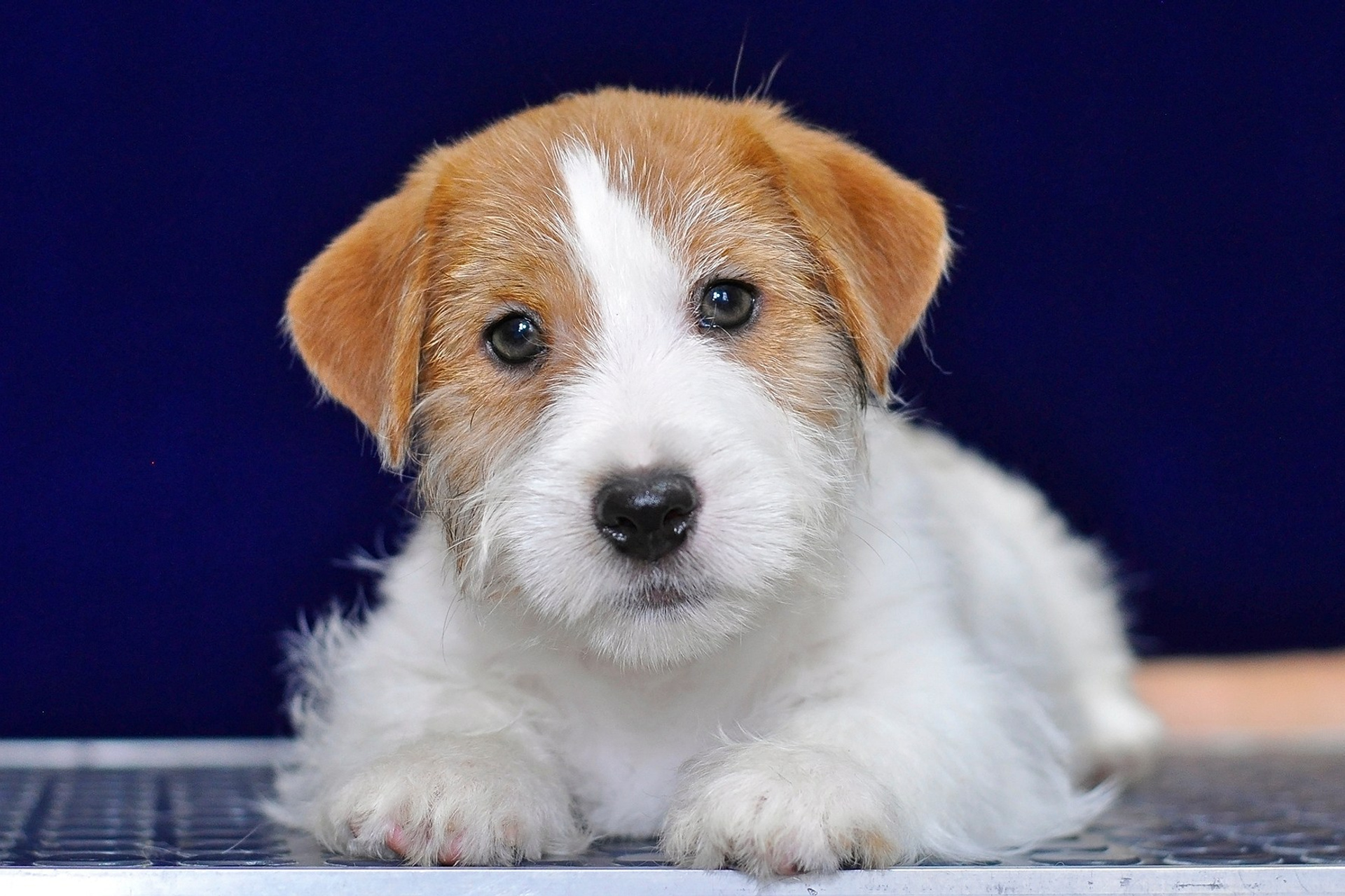 2026 Litter G male 1. Щенки джек рассел терьера, питомник РКФ, питомник джек рассел терьеров, питомник Порт Фортис, kennel PORT FORTIS