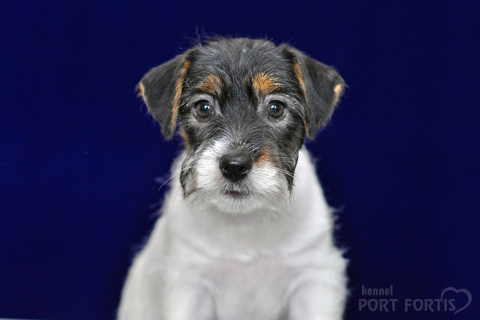 2026 Litter G female 3. Щенки джек рассел терьера, питомник РКФ, питомник джек рассел терьеров, питомник Порт Фортис, kennel PORT FORTIS