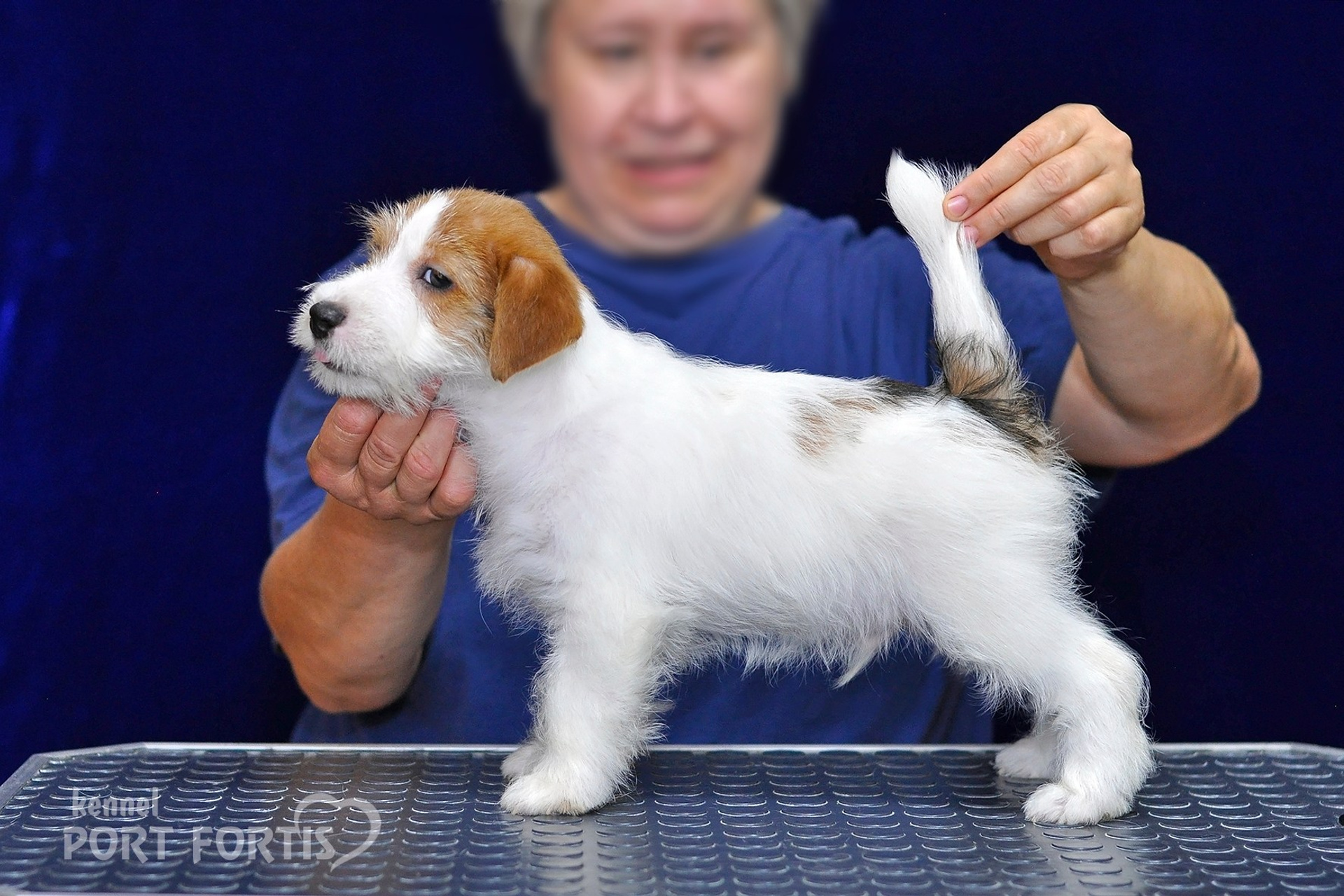 2026 Litter G male 1. Щенки джек рассел терьера, питомник РКФ, питомник джек рассел терьеров, питомник Порт Фортис, kennel PORT FORTIS