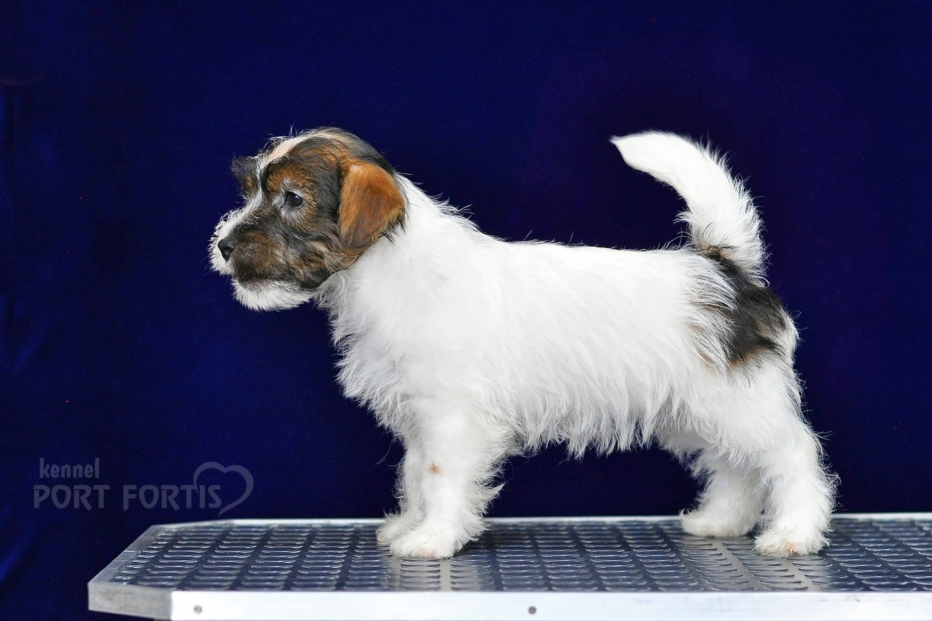 2026 Litter G female 2. Щенки джек рассел терьера, питомник РКФ, питомник джек рассел терьеров, питомник Порт Фортис, kennel PORT FORTIS