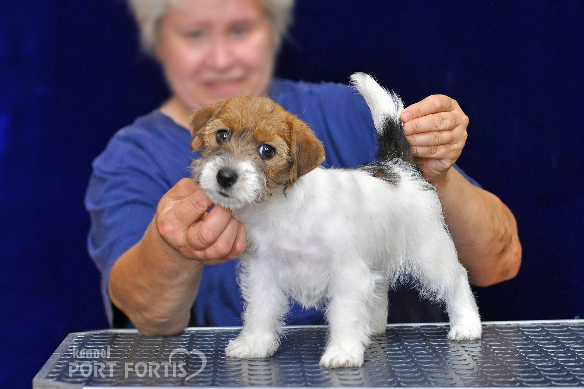 питомник порт фортис, kennel port fortis, джек рассел терьер, питомник джек рассел терьеров, kennel Jack russell terrier, щенки джек рассел терьера, купить щенка