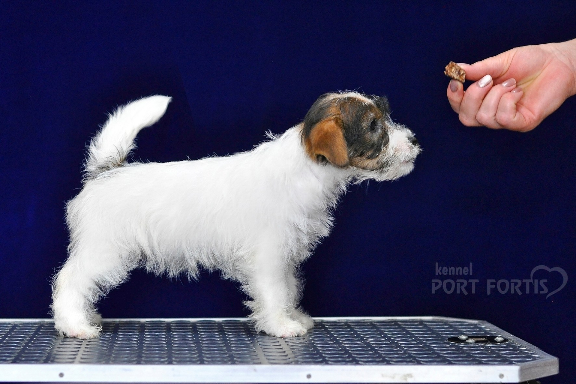 2026 Litter G female 2. Щенки джек рассел терьера, питомник РКФ, питомник джек рассел терьеров, питомник Порт Фортис, kennel PORT FORTIS