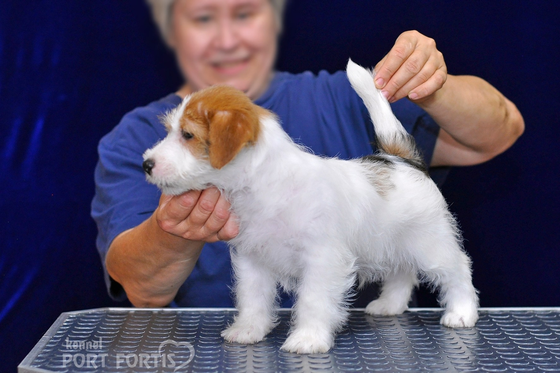 2026 Litter G male 1. Щенки джек рассел терьера, питомник РКФ, питомник джек рассел терьеров, питомник Порт Фортис, kennel PORT FORTIS