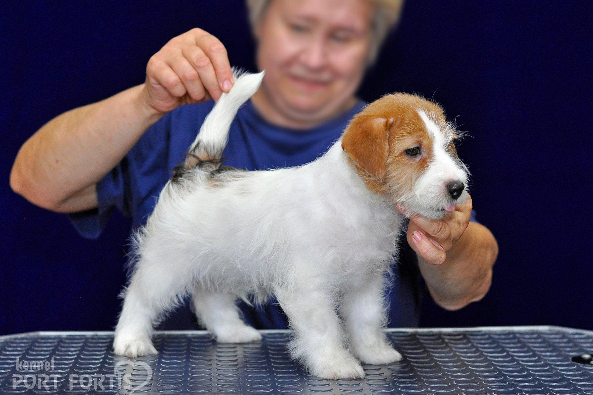 2026 Litter G male 1. Щенки джек рассел терьера, питомник РКФ, питомник джек рассел терьеров, питомник Порт Фортис, kennel PORT FORTIS