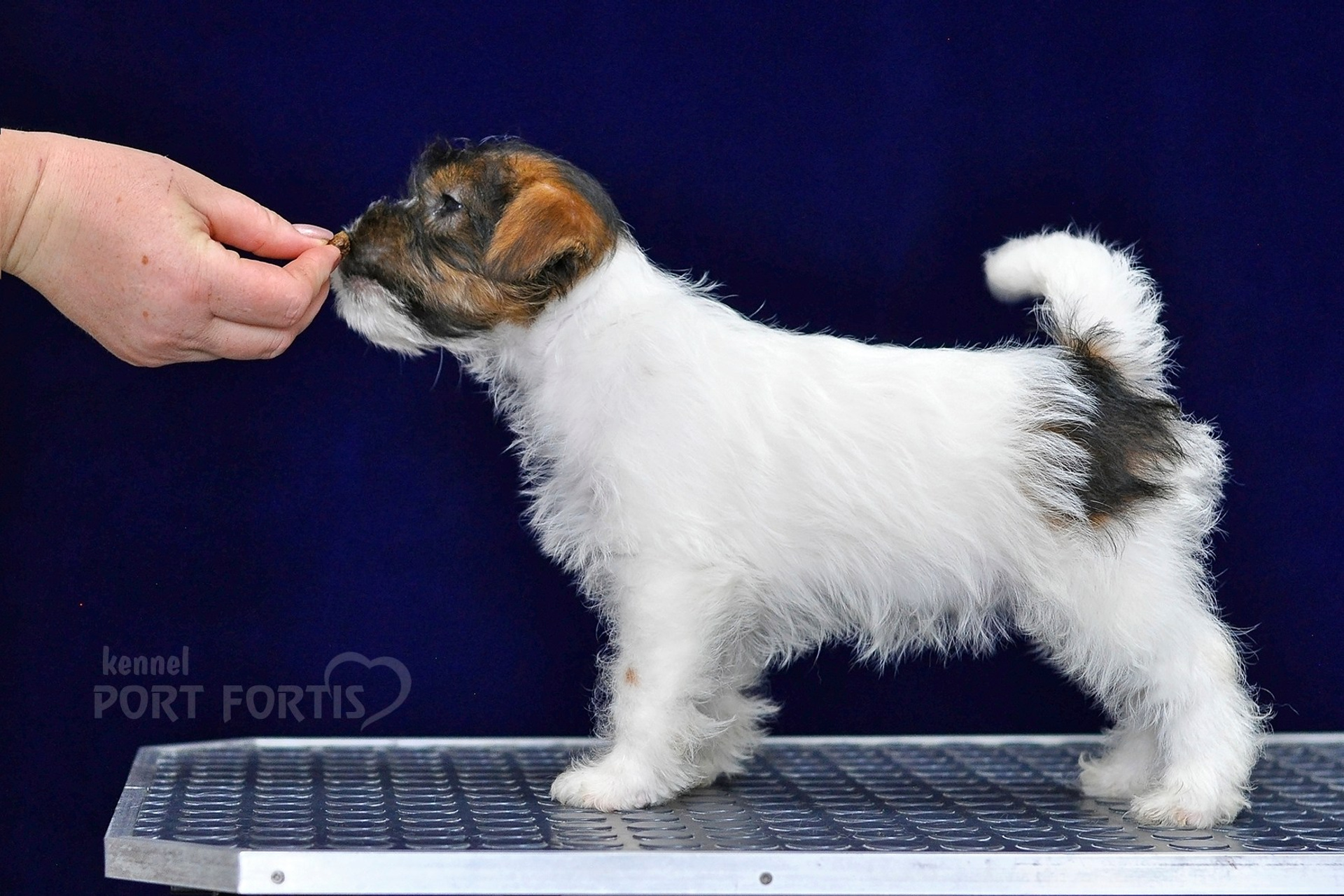 2026 Litter G female 2. Щенки джек рассел терьера, питомник РКФ, питомник джек рассел терьеров, питомник Порт Фортис, kennel PORT FORTIS