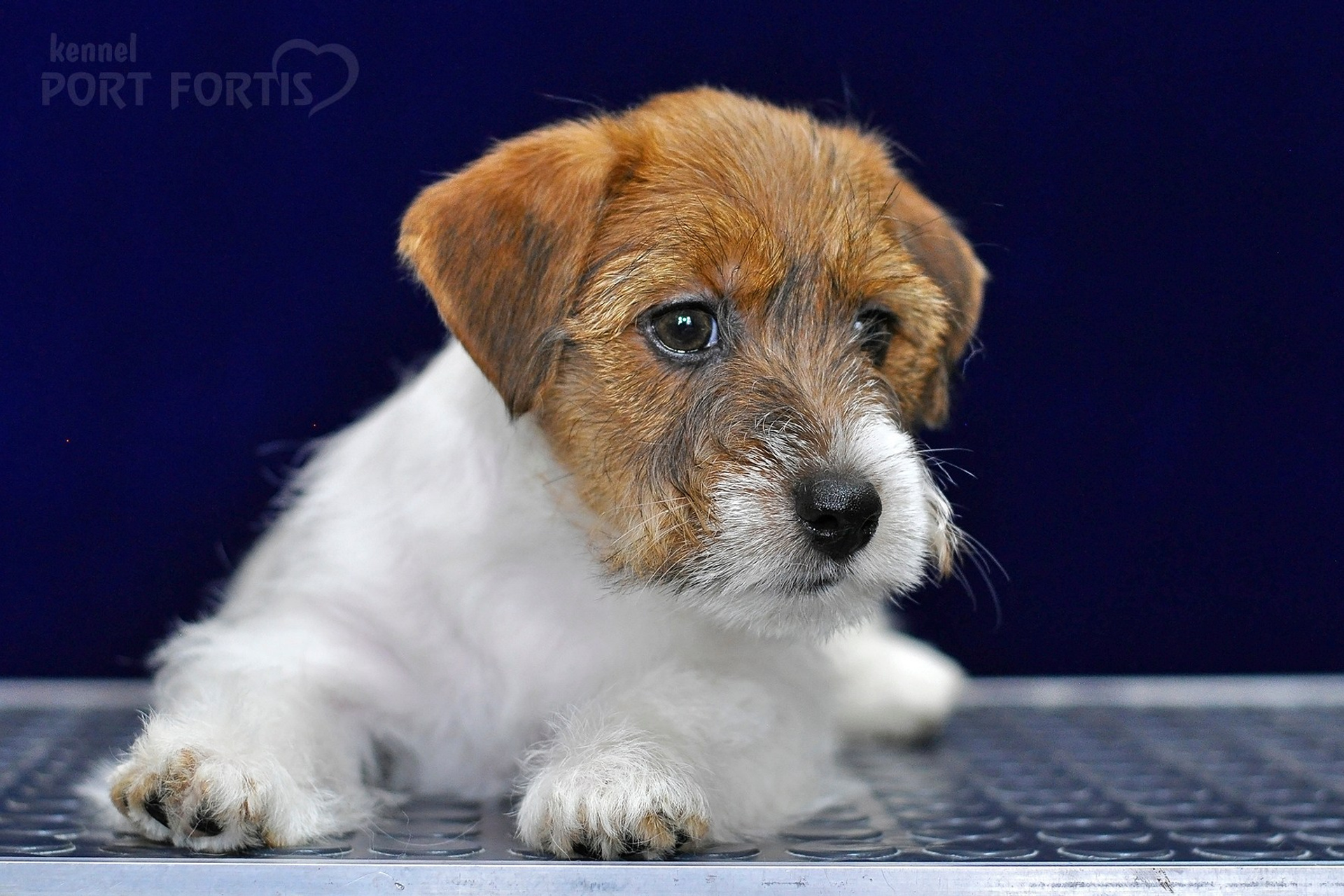 питомник порт фортис, kennel port fortis, джек рассел терьер, питомник джек рассел терьеров, kennel Jack russell terrier, щенки джек рассел терьера, купить щенка