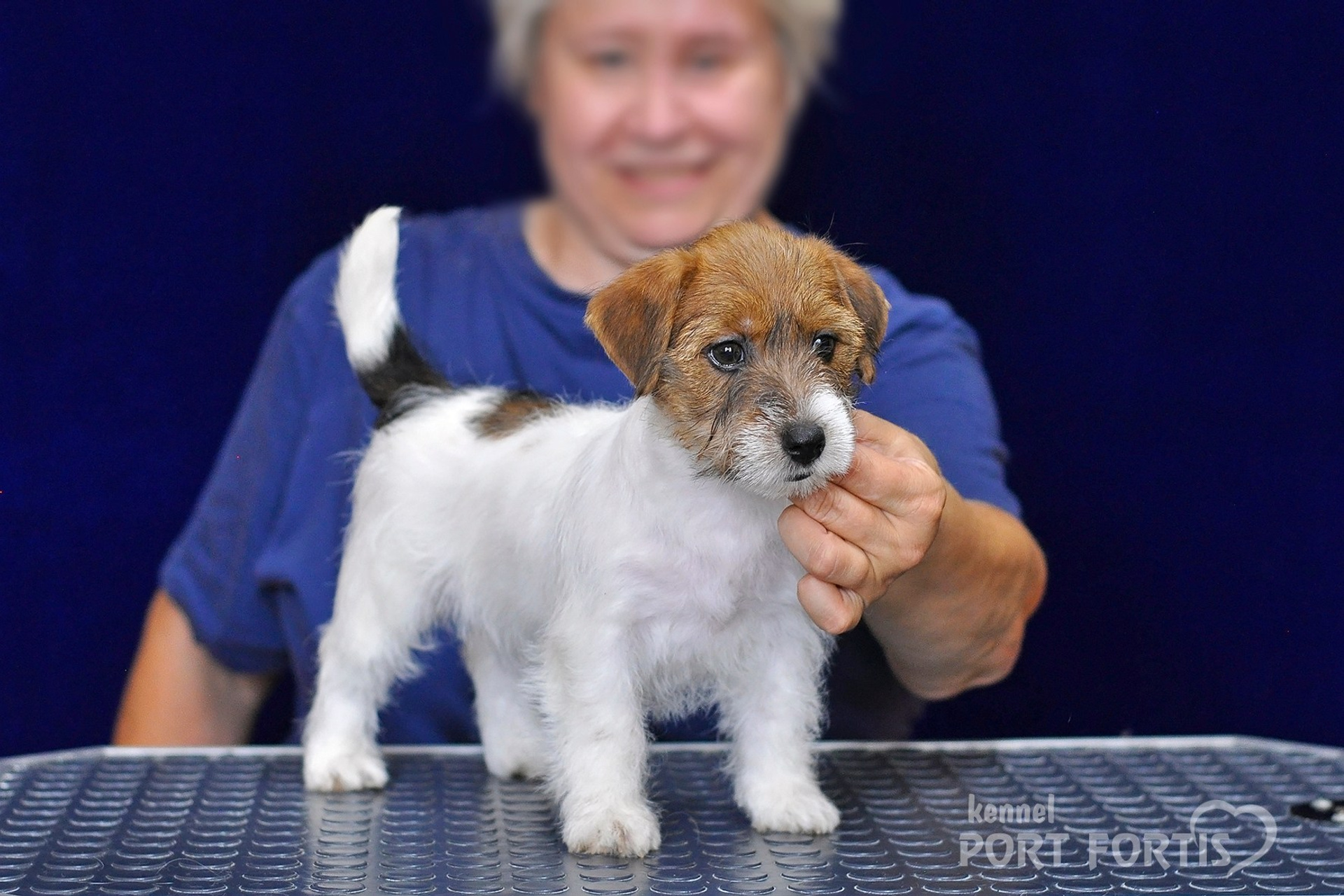 питомник порт фортис, kennel port fortis, джек рассел терьер, питомник джек рассел терьеров, kennel Jack russell terrier, щенки джек рассел терьера, купить щенка
