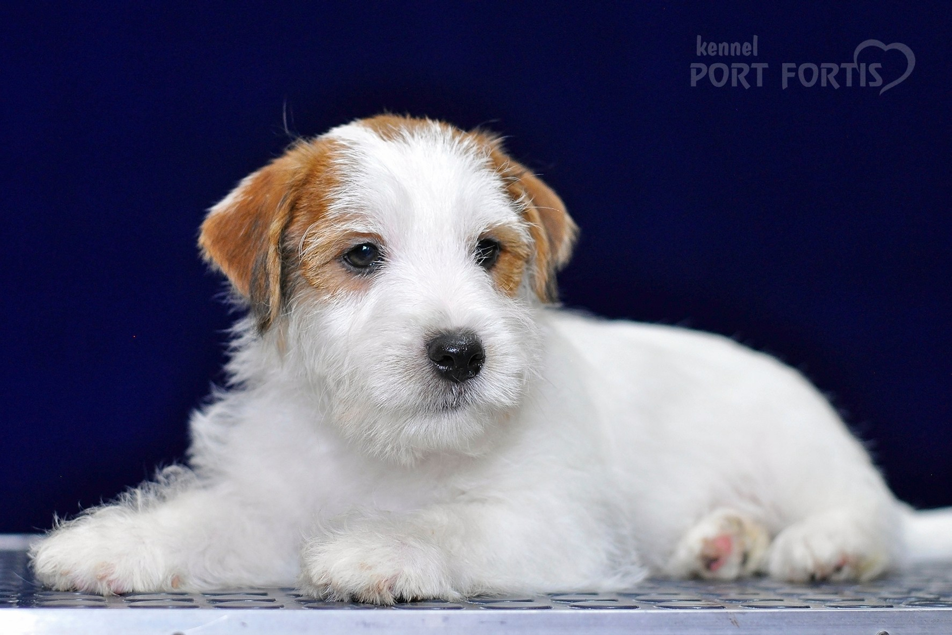2026 Litter G male 2. Щенки джек рассел терьера, питомник РКФ, питомник джек рассел терьеров, питомник Порт Фортис, kennel PORT FORTIS