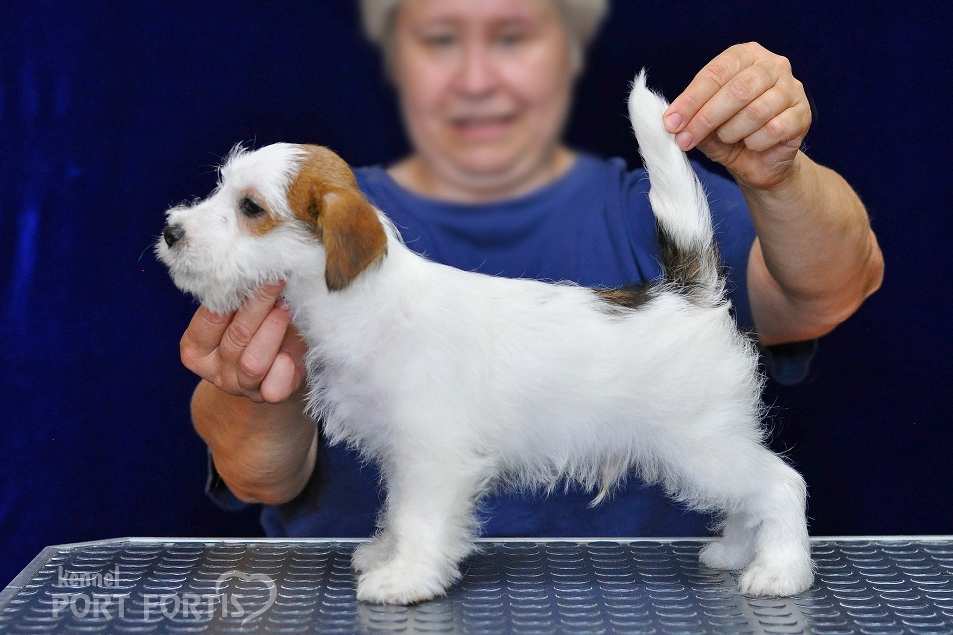 2026 Litter G male 2. Щенки джек рассел терьера, питомник РКФ, питомник джек рассел терьеров, питомник Порт Фортис, kennel PORT FORTIS