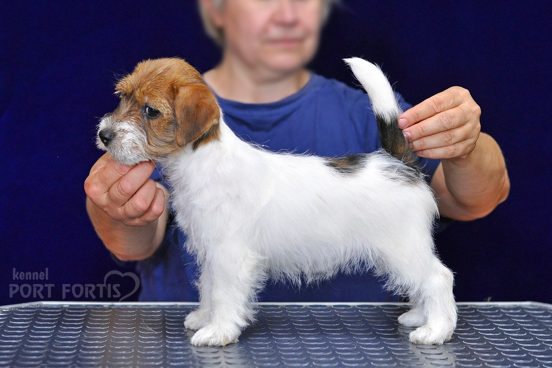питомник порт фортис, kennel port fortis, джек рассел терьер, питомник джек рассел терьеров, kennel Jack russell terrier, щенки джек рассел терьера, купить щенка