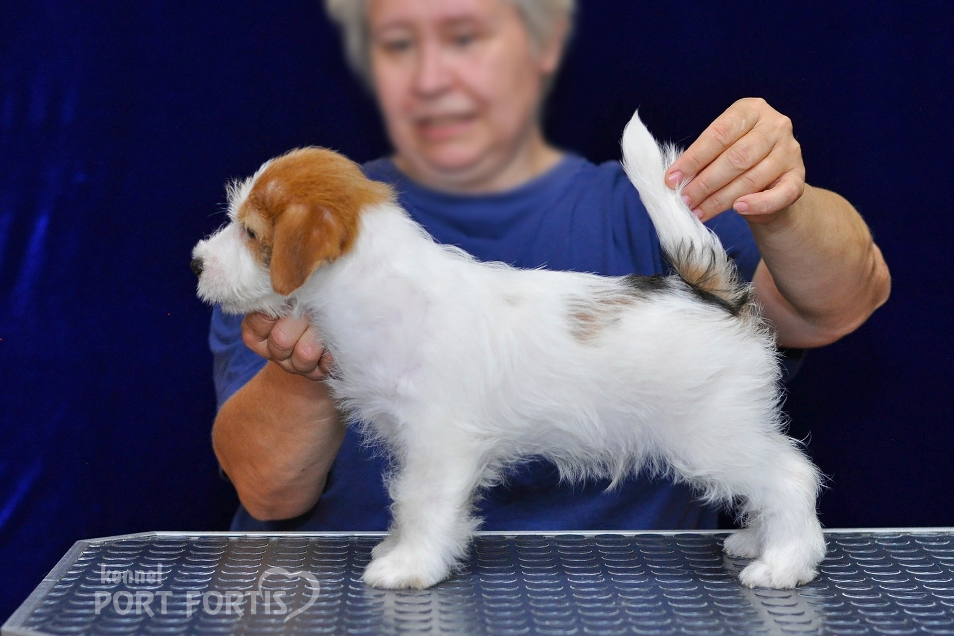 2026 Litter G male 1. Щенки джек рассел терьера, питомник РКФ, питомник джек рассел терьеров, питомник Порт Фортис, kennel PORT FORTIS