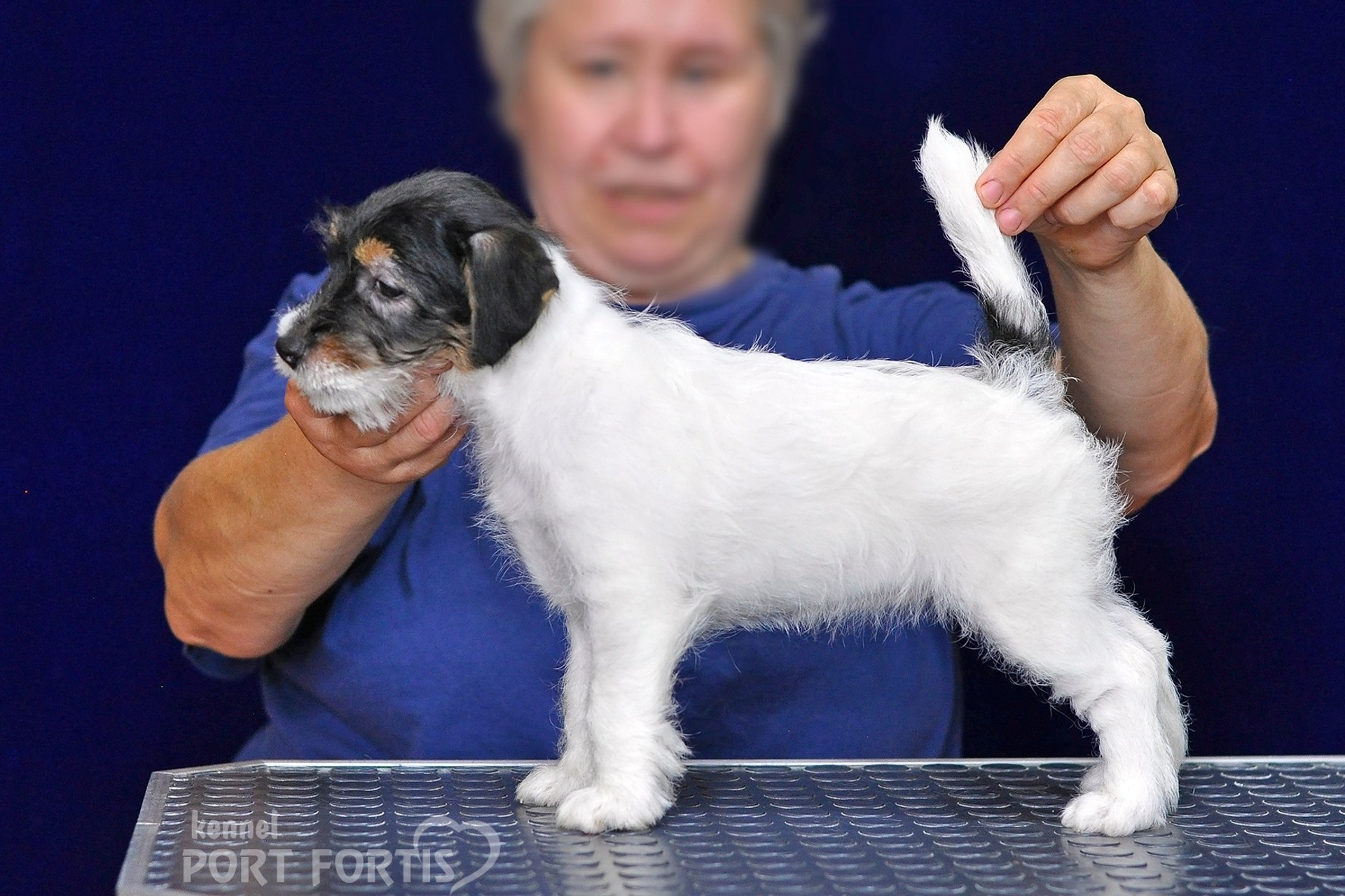 2026 Litter G female 3. Щенки джек рассел терьера, питомник РКФ, питомник джек рассел терьеров, питомник Порт Фортис, kennel PORT FORTIS
