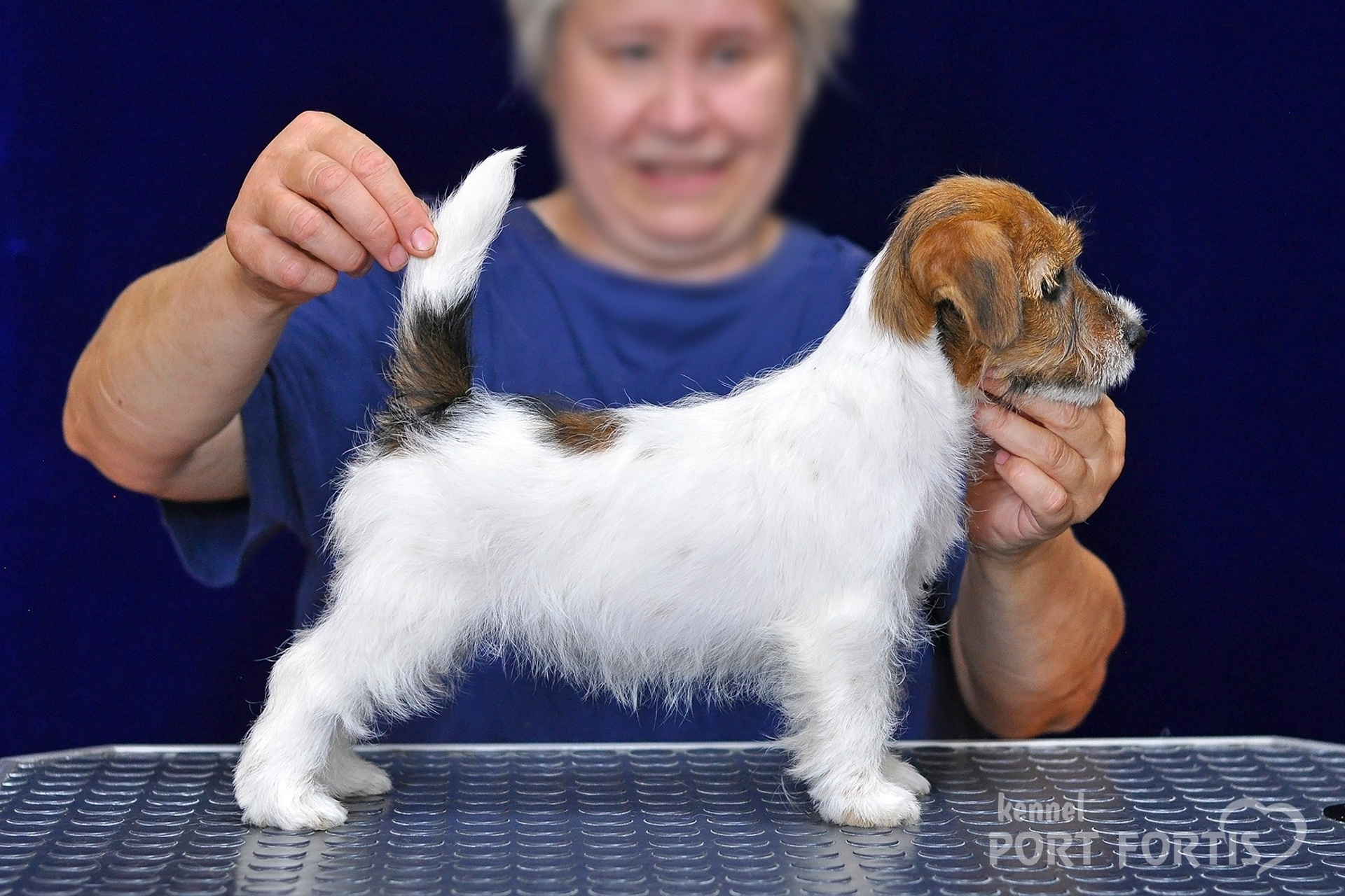 питомник порт фортис, kennel port fortis, джек рассел терьер, питомник джек рассел терьеров, kennel Jack russell terrier, щенки джек рассел терьера, купить щенка