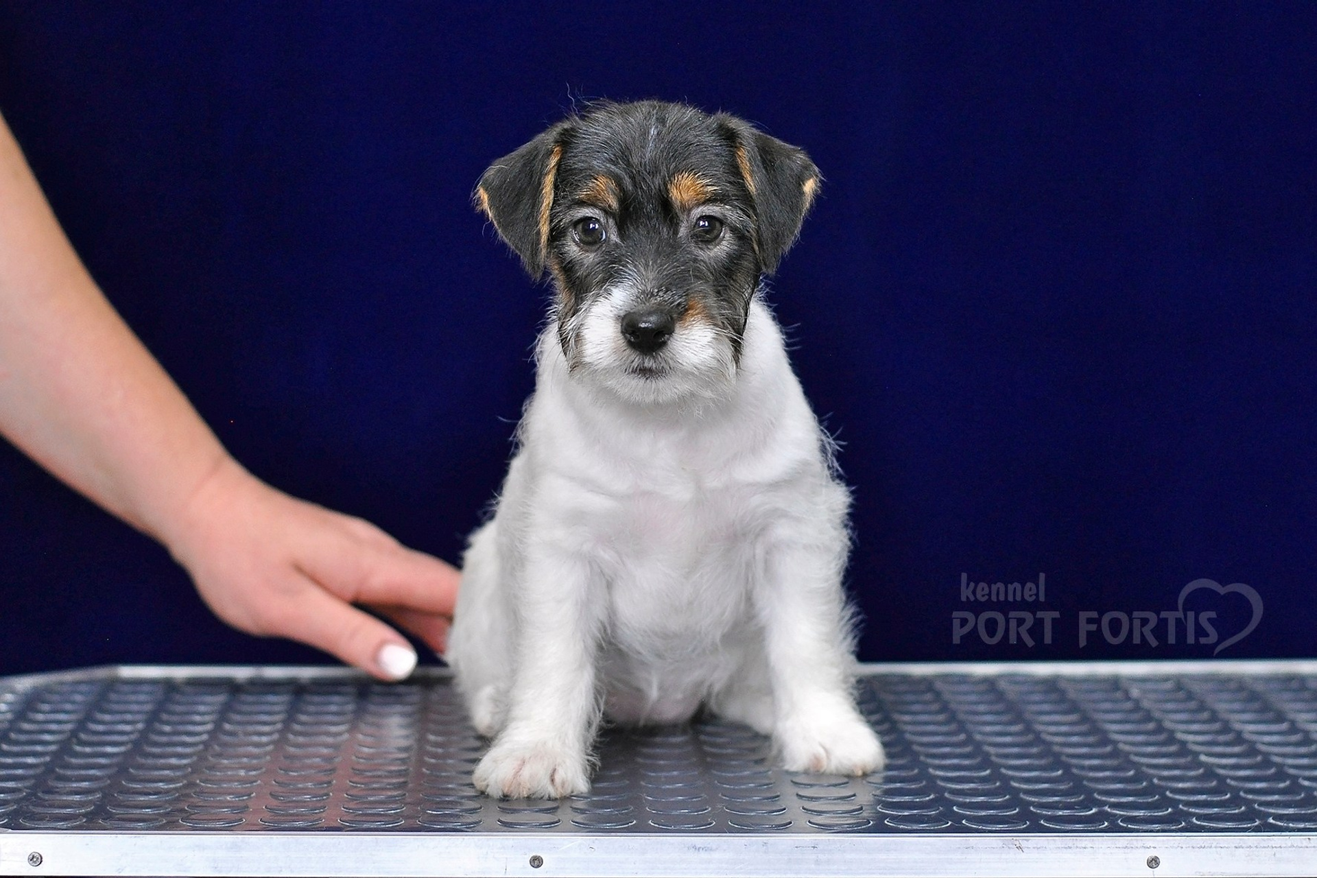 2026 Litter G female 3. Щенки джек рассел терьера, питомник РКФ, питомник джек рассел терьеров, питомник Порт Фортис, kennel PORT FORTIS