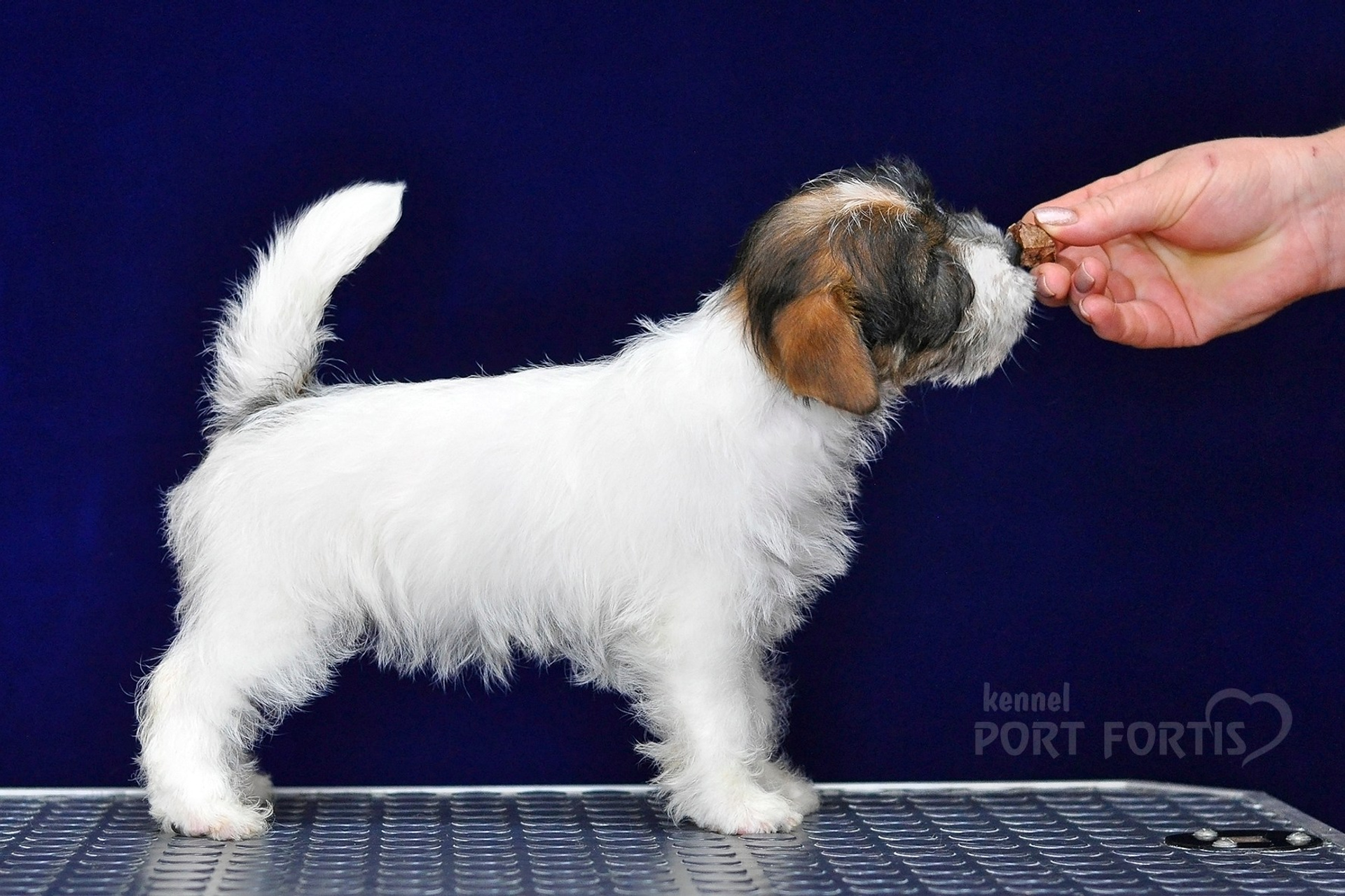 2026 Litter G female 2. Щенки джек рассел терьера, питомник РКФ, питомник джек рассел терьеров, питомник Порт Фортис, kennel PORT FORTIS