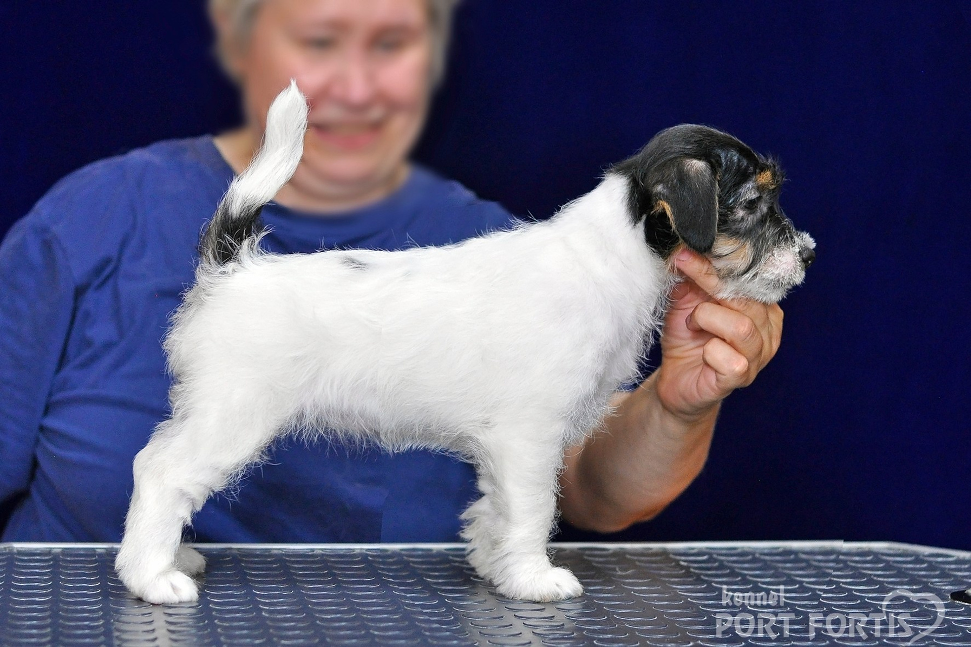2026 Litter G female 3. Щенки джек рассел терьера, питомник РКФ, питомник джек рассел терьеров, питомник Порт Фортис, kennel PORT FORTIS